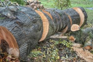 Eschenholz - das Holz der Weißesche